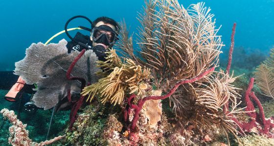 diving in bayahibe